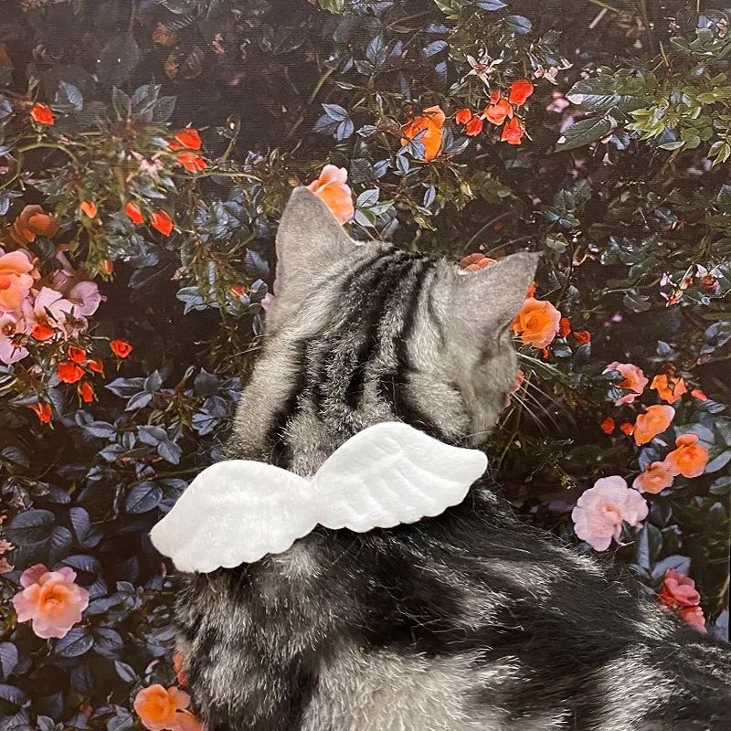 Cat Specific Pet White Collar Angel Wing Accessories Outdoor Dog Neck Rings Butterfly Tie Supplies Pet Decoration Supplies