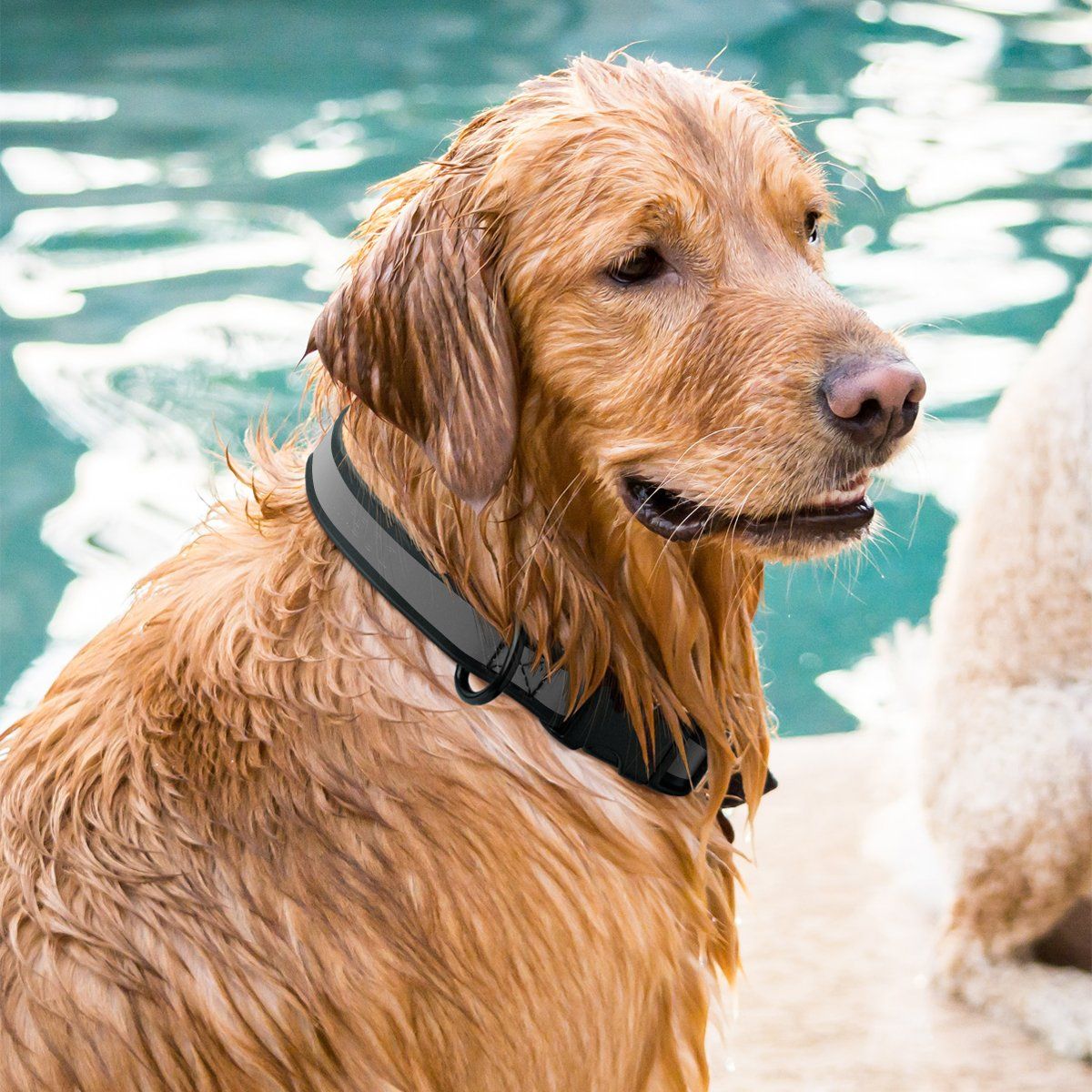 happypawssanctuary Reflective Dog Collar with Quick Release Buckle